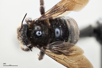 Media type: image;   Entomology 810655 Aspect: habitus dorsal view